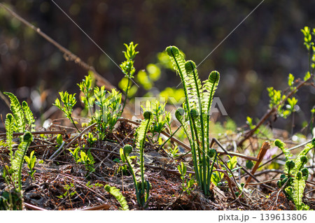 芽吹くシダ植物の新芽と春の自然風景 芽吹くシダ植物の新芽と春の自然風景 139613806