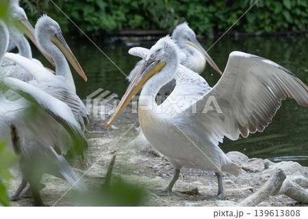 Dalmatian Pelican Spreading Wings 139613808