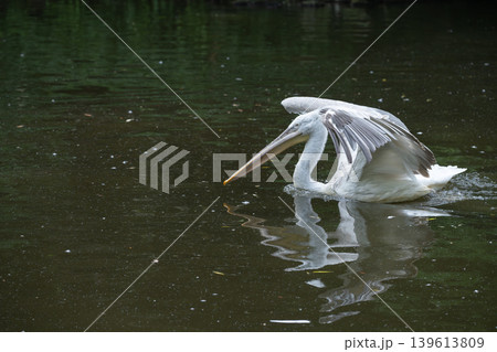 White pelican swimming gracefully on dark pond water with reflection White pelican swimming gracefully on dark pond water with reflection 139613809