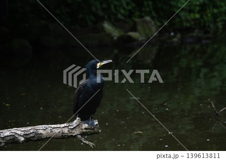 Cormorant Sitting on Branch Cormorant Sitting on Branch 139613811