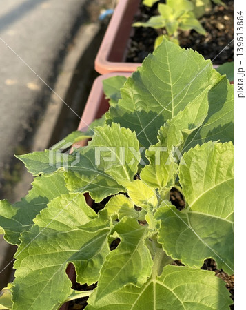 Macro View of Young Sunflower Leaf Helianthus Annuus. 139613884