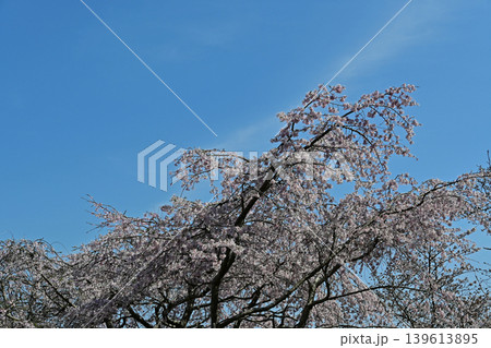 青空に流れる雲と平行に伸びる満開の桜の枝 御幸山公園の春風景 絶景 観光名所 横構図 いわき市 青空に流れる雲と平行に伸びる満開の桜の枝 御幸山公園の春風景 絶景 観光名所 横構図 いわき市 139613895