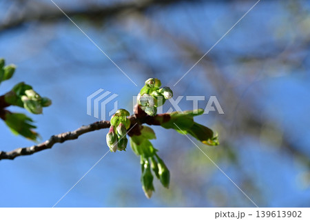 今にも開花しそうなソメイヨシノの膨らむ蕾 桜の新芽 クローズアップ 青空と自然ボケ 横構図 今にも開花しそうなソメイヨシノの膨らむ蕾 桜の新芽 クローズアップ 青空と自然ボケ 横構図 139613902