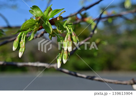 今にも咲きそうなソメイヨシノの膨らむ蕾 桜の新芽と開き始めた若葉 クローズアップ 爽やかな春風景 139613904