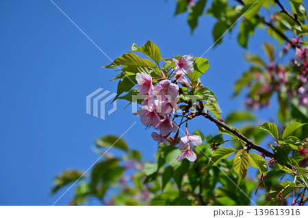 青空に映える葉桜のカワヅザクラ 若葉とピンクの河津桜 クローズアップ 春風景 左側コピースペース 青空に映える葉桜のカワヅザクラ 若葉とピンクの河津桜 クローズアップ 春風景 左側コピースペース 139613916