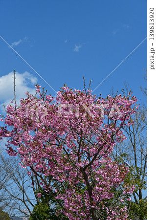 快晴の青空に映える満開のピンクの桜 鮮やかなサクラの木 春の風景 上部コピースペース 縦構図 139613920