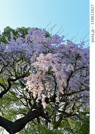 夕刻の柔らかな光に包まれる三島八幡神社のシダレザクラ 満開の枝垂桜の巨木 境内の春風景 縦構図 夕刻の柔らかな光に包まれる三島八幡神社のシダレザクラ 満開の枝垂桜の巨木 境内の春風景 縦構図 139613927