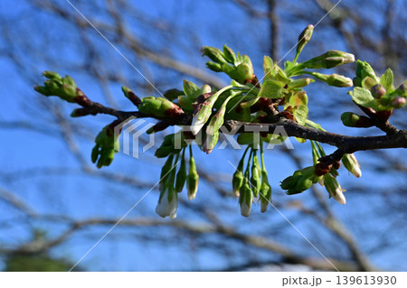 青空を背景に枝からぶら下がるソメイヨシノの膨らむ蕾 桜の新芽とつぼみ クローズアップ 春風景 横構図 青空を背景に枝からぶら下がるソメイヨシノの膨らむ蕾 桜の新芽とつぼみ クローズアップ 春風景 横構図 139613930