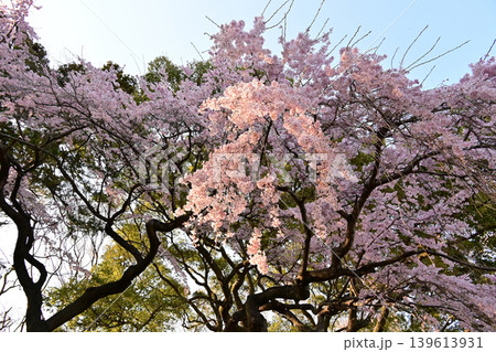 夕暮れの柔らかな光に映える三島八幡神社の満開のシダレザクラ 枝垂桜 境内の春風景 観光名所 横構図 夕暮れの柔らかな光に映える三島八幡神社の満開のシダレザクラ 枝垂桜 境内の春風景 観光名所 横構図 139613931
