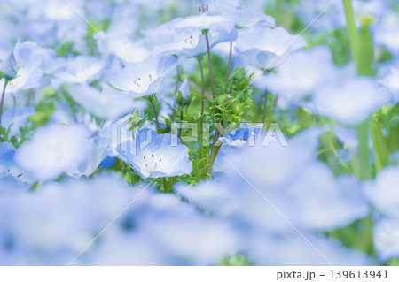 一斉に開花したネモフィラ 139613941