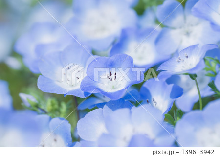 青いネモフィラの花畑と柔らかなボケ感 青いネモフィラの花畑と柔らかなボケ感 139613942