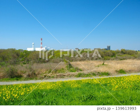 菜の花咲く土手から見る春に江戸川河川敷と対岸の排水機場風景 139613993