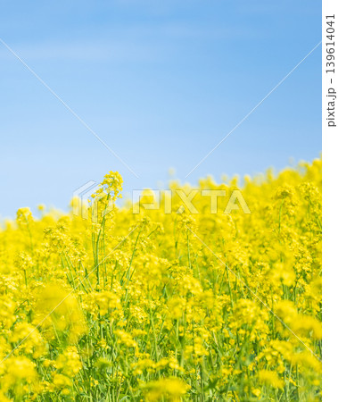 春に咲く菜の花畑と青空 春に咲く菜の花畑と青空 139614041