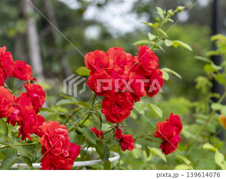 植物園に咲く真っ赤な薔薇の花 139614076