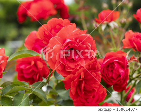 植物園に咲く真っ赤な薔薇の花 植物園に咲く真っ赤な薔薇の花 139614077
