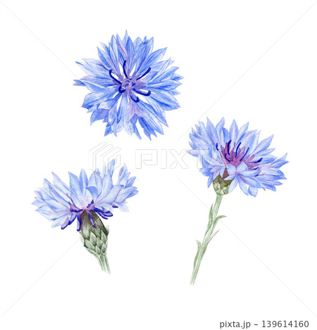 Blue cornflower watercolor isolated illustration set. Hand drawn field flowers clipart for summer botanical designs. Realistic detailed drawing of herbaceous plant. Blue cornflower watercolor isolated illustration set. Hand drawn field flowers clipart for summer botanical designs. Realistic detailed drawing of herbaceous plant. 139614160