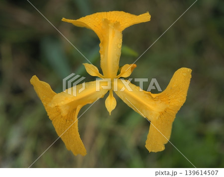キショウブの花 キショウブの花 139614507