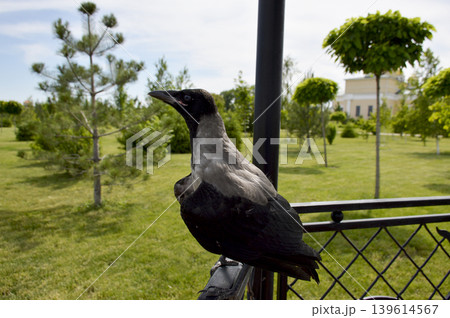 A gray crow perched on an iron railing in a city park gazebo 139614567