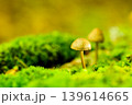森のキノコ 139614665