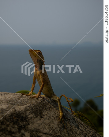 A lizard is sitting on a rock, basking in the sun, against a background of vegetation A lizard is sitting on a rock, basking in the sun, against a background of vegetation 139614859