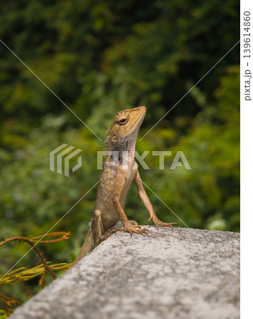 a lizard sits on concrete, basking in the sun, against a background of vegetation 139614860