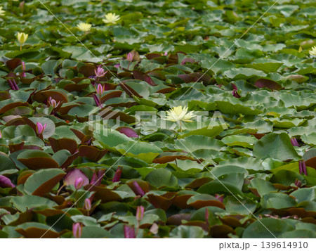 池に咲いた睡蓮の花 池に咲いた睡蓮の花 139614910
