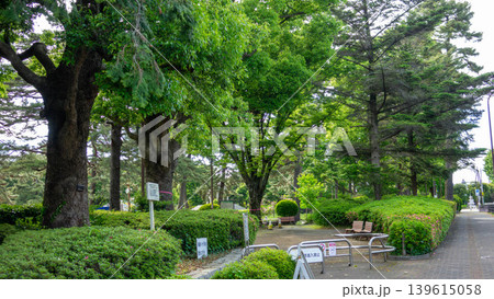 相模大野中央公園の新緑とそびえ立つ高層マンション 神奈川県相模原市 139615058