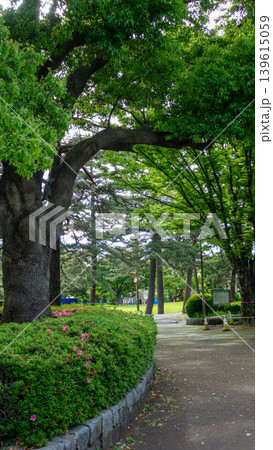 相模大野中央公園の新緑とそびえ立つ高層マンション 神奈川県相模原市 139615059