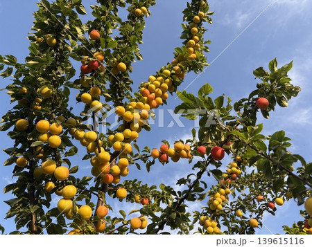 the branches of a plum tree with ripe fruit against a bright blue sky. the branches of a plum tree with ripe fruit against a bright blue sky. 139615116