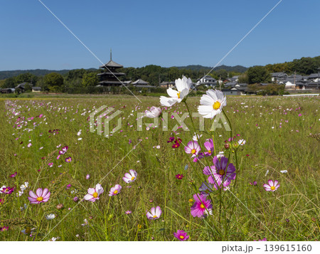 斑鳩町に咲く秋桜と法起寺三重塔 139615160