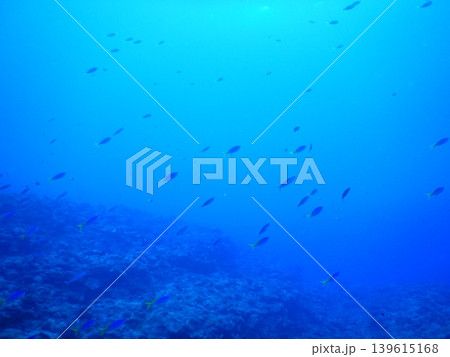 美しい海中写真 139615168