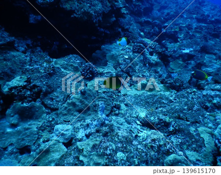 美しい海中写真 美しい海中写真 139615170