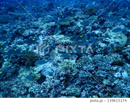 美しい海中写真 美しい海中写真 139615174