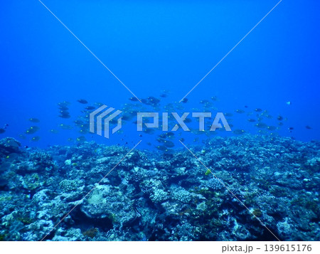 美しい海中写真 139615176