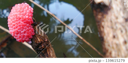 A collection of pink snail eggs on a twig above the surface of the pool water. A collection of pink snail eggs on a twig above the surface of the pool water. 139615279