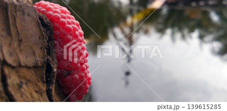 A collection of pink snail eggs on a twig above the surface of the pool water. A collection of pink snail eggs on a twig above the surface of the pool water. 139615285