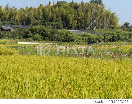 秋桜が咲く田園風景 秋桜が咲く田園風景 139615298