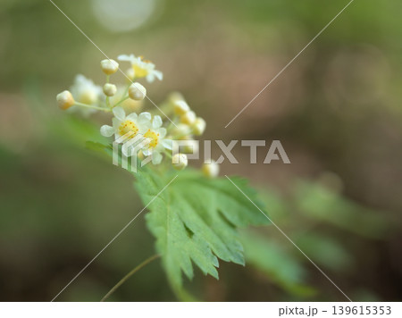 5月の雑木林で咲いていた白くて小さなコゴメウツギの花 5月の雑木林で咲いていた白くて小さなコゴメウツギの花 139615353
