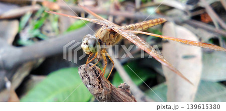 Close-up macro shot of a golden dragonfly perched on a branch against a blurry background of leaves. 139615380