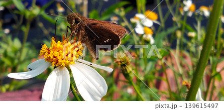A brown skipper butterfly perched on a white daisy-like flower with its yellow proboscis in the center. A brown skipper butterfly perched on a white daisy-like flower with its yellow proboscis in the center. 139615497