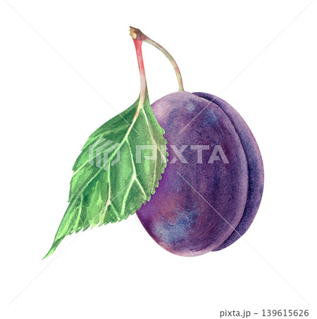 Watercolor illustration of a whole purple plum with green leaves and stem on an isolated background. For organic food packaging, garden-themed designs, recipe books, and culinary art. Watercolor illustration of a whole purple plum with green leaves and stem on an isolated background. For organic food packaging, garden-themed designs, recipe books, and culinary art. 139615626