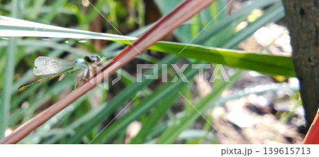 A delicate damselfly perched on a blade of grass. A delicate damselfly perched on a blade of grass. 139615713