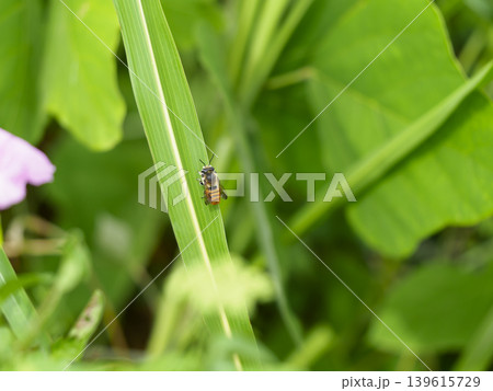 草に止まる蜜蜂 草に止まる蜜蜂 139615729