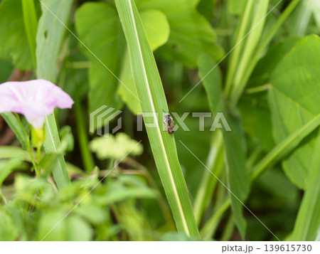 草に止まる蜜蜂 139615730