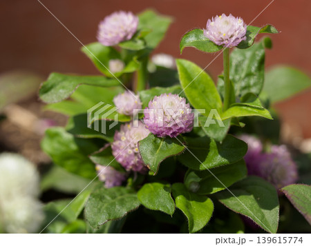 赤紫色のニチニチソウの花 赤紫色のニチニチソウの花 139615774