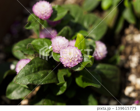 赤紫色のニチニチソウの花 139615775