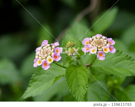 山に咲いたランタナの花 山に咲いたランタナの花 139615783