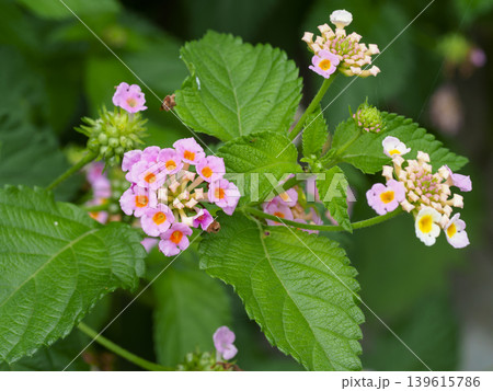 山に咲いたランタナの花 山に咲いたランタナの花 139615786