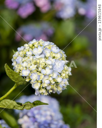 公園に咲いたパステルカラーの紫陽花 公園に咲いたパステルカラーの紫陽花 139615848