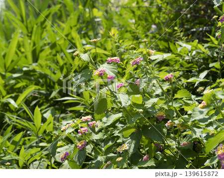 山に咲いたランタナの花 山に咲いたランタナの花 139615872